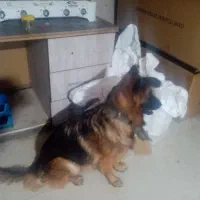 سگ شناسنامه دار ماده ۲ساله اجتماعی|سگ|خرمشهر, |دیوار