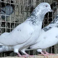 کبوتر هوایی اس|پرنده|قائمشهر, |دیوار