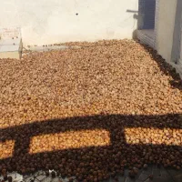 گردو همدان|عمده‌فروشی|فسا, |دیوار