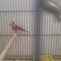 یک جفت فنج گلوبریده وگلدین  نروماده سالم وسرحال