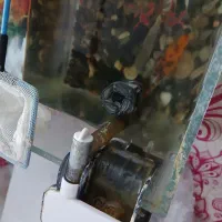 اکواریم کامل با ماهی ودستگاه|ماهی|میبد, |دیوار