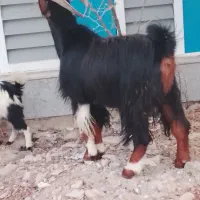 دوبور دوتاجلو گله