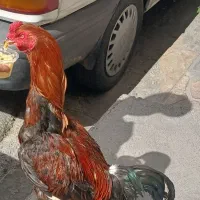 خروس لاری اصیل