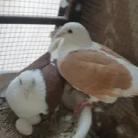 دوکتی پلاکی|پرنده|اهواز, آریاشهر|دیوار