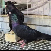 کبوتر سیاه زاغ آبودانی