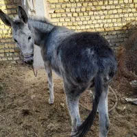 شیرالاغ