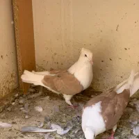نروماده پشت