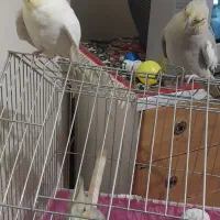 ی جفت عروس هلندی به فروش می‌رسد|پرنده|شازند, |دیوار