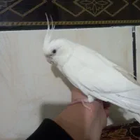 عروس هلندی آ