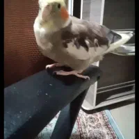 عروس هلندی نر رام ودستی