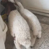 فروش بره|حیوانات مزرعه|اهواز, زوویه ۲|دیوار