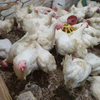 مرغ لیچک یا تخمگذار رسید