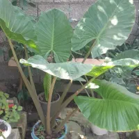 گل باباآدم تنه قرمزخیلی بزرگ