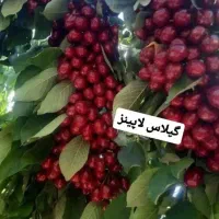 فروش بهترین نهال های پیوندی از یک تا پنج ساله