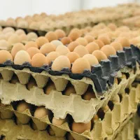 تخم مرغ محلی