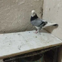 شازده ماده و سرخ|پرنده|مسجد سلیمان, |دیوار