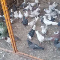 کبوتر