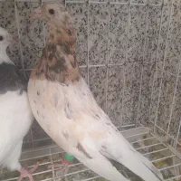 سرور زرد نر|پرنده|برخوار, |دیوار