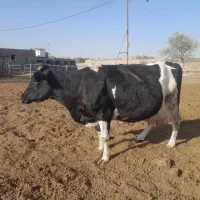 گاو ابستن|حیوانات مزرعه|باخزر, |دیوار