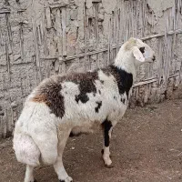 قوچ پلنگی دوساله به شرط راندن