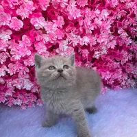 بریتیش (اسکاتیش) رنگ کم یاب لیلاک|گربه|قائم‌شهر, |دیوار