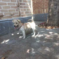 سگ اشپیتز نر