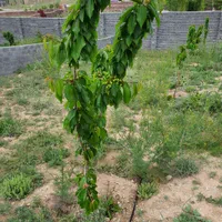 ۶۸۳متر زمین باغ مسکونی دماوند شلمبه پزشکپور|فروش زمین و ملک کلنگی|دماوند, دماوند|دیوار