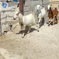 کهره نژدی|حیوانات مزرعه|بهبهان, |دیوار