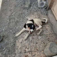 سک قدرجونی|سگ|اهواز, فرهنگ شهر|دیوار