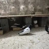 کبوترسینه|پرنده|شیروان (خراسان), |دیوار