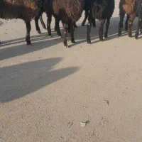 برنر وماده