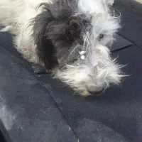 سگ رایگان|سگ|کاشان, مزرعه نو|دیوار