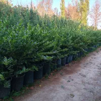 یاس هلندی سطل ۱۲|خدمات باغبانی و درختکاری|تهران, جوانمردان (اندیشه)|دیوار