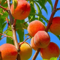 نهالستان ارقام متنوع نهال های پیوندی واصلاح شده|خدمات باغبانی و درختکاری|املش, |دیوار