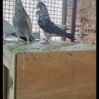 کفتر  پرشی درجه یک|پرنده|تهران, یاخجی آباد|دیوار