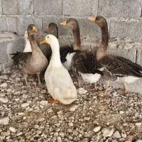 غاز و اردک
