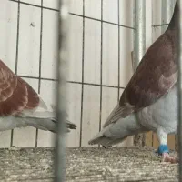 کبوتر مسافتی بور مخاعو