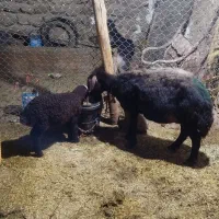 میش و بره افشاری