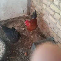 خروس رسمی یک ساله