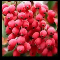 زرشک تازه