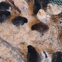 جوجه های ۴ روزه