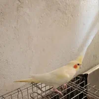 عروس هلندی نر