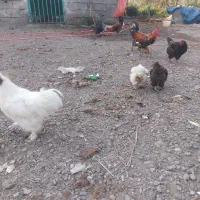 مرغ خروس محلی وابریشمی