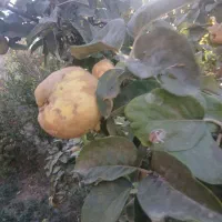 بهی شیرین  ،آلو حاج حسنی و شوقانی و شیره انگور