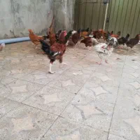 مرغ و خروس|حیوانات مزرعه|شیرگاه, |دیوار