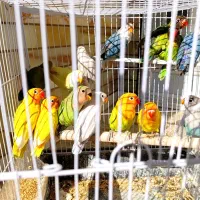 طوطی کوتوله برزیلی جوجه نرمه خور و سرلاکی و مولد|پرنده|نجف‌آباد, شریعتی|دیوار