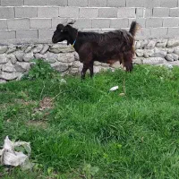 بز ، بزغاله