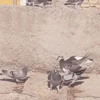 کفتر|پرنده|نورآباد ممسنی, |دیوار