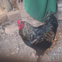 خروس سیاه برهما