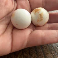 سنگ الماس آسیاب